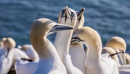 开云电竞app-快船锁死防线轻取独行侠，快船惨败独行侠51分