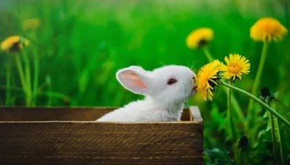 开云电竞app-快船锁死防线轻取独行侠，快船惨败独行侠51分